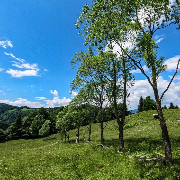 Ligne d'arbres dans une plaine verdoyante, projet de décarbonations à l'aide de forêt